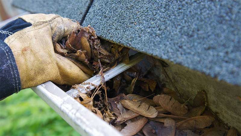 Phá bỏ môi trường sống của côn trùng, sinh vật hại như ruồi, muỗi, kiến gián