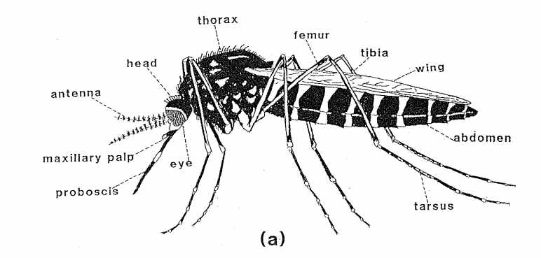 Muỗi trưởng thành