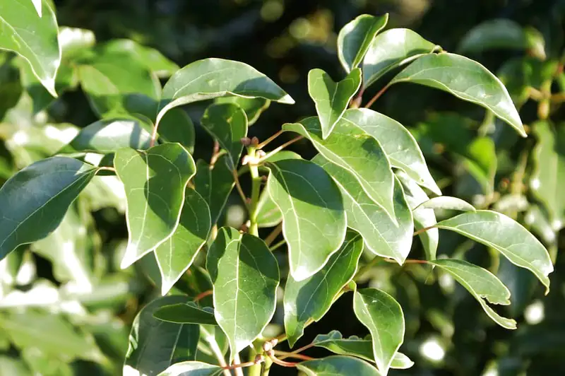 cây long não đuổi muỗi