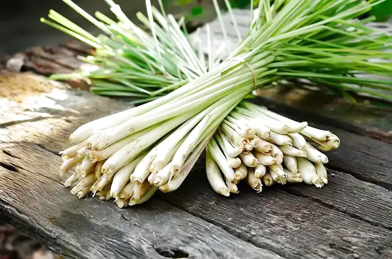 Cây sả