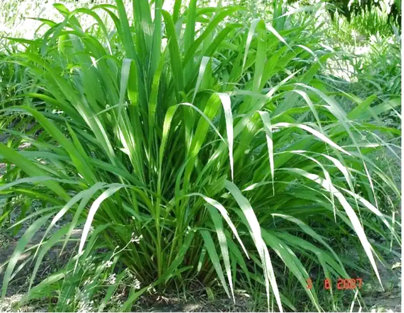 Cây sả đuổi muỗi