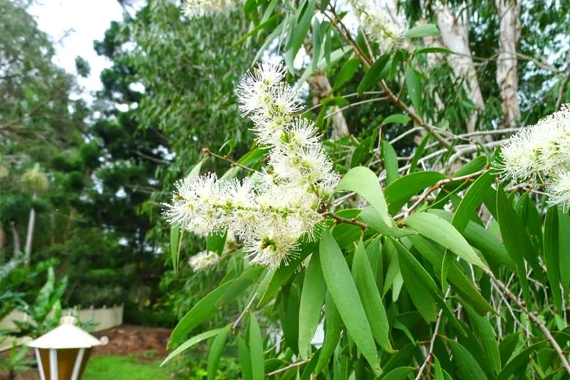 Cây tràm đuổi muỗi