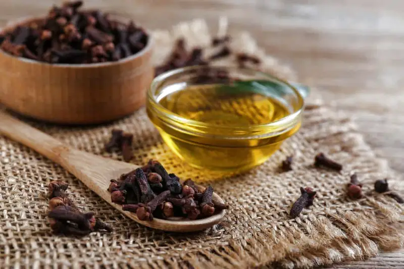 Hoa đinh hương diệt muỗi