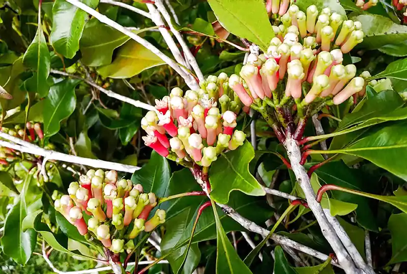 Cây hoa đinh hương dùng để diệt muỗi