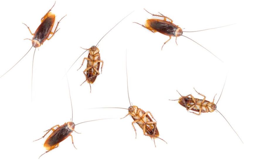 Các loài gián phổ biến tại Việt Nam