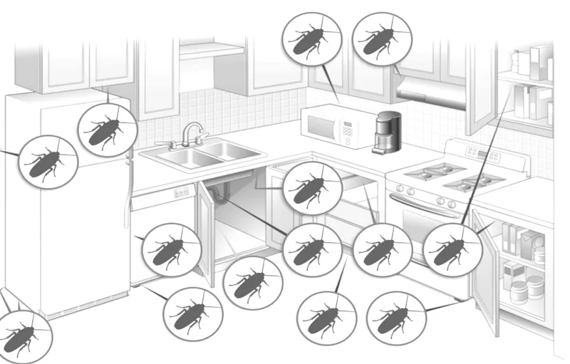 Diệt gián - Các vị trí có gián xuất hiện