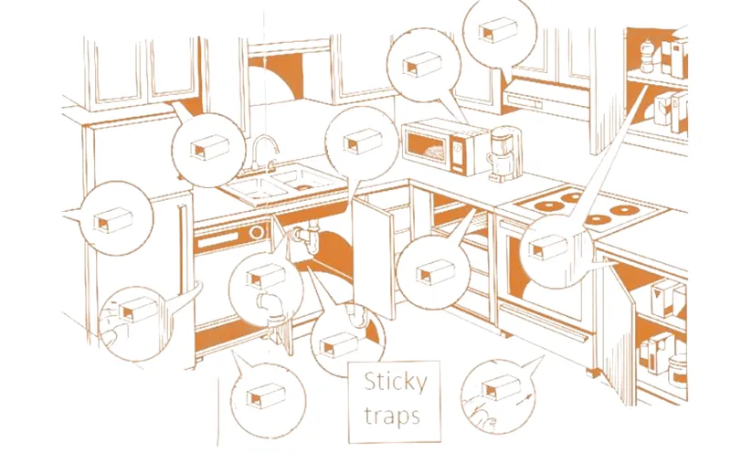 Diệt gián - Các vị trí đặt bẫy gián