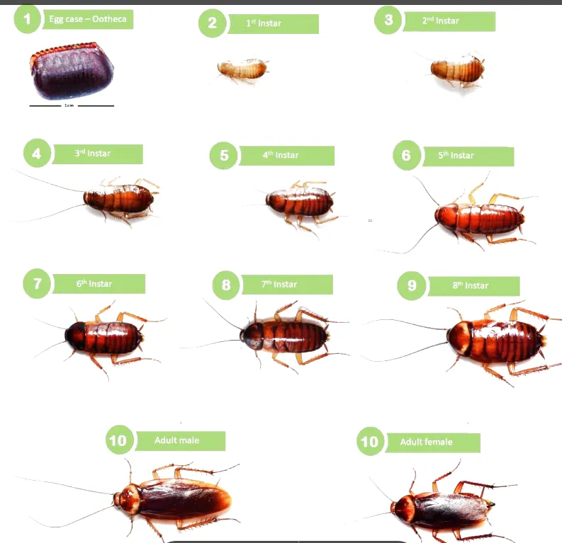 Vòng đời của gián