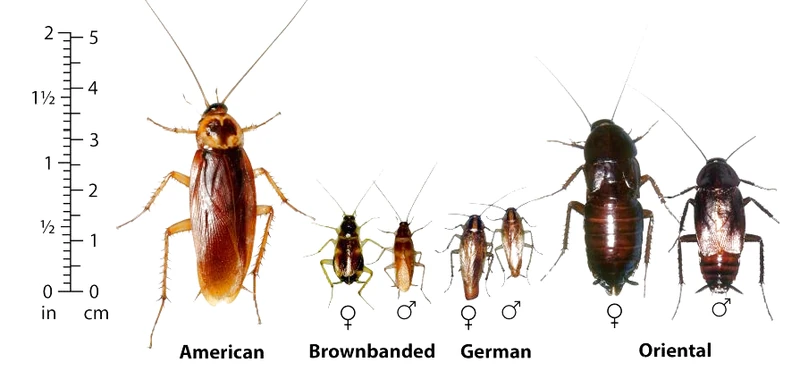 Phân biệt các loài gián qua kích thước