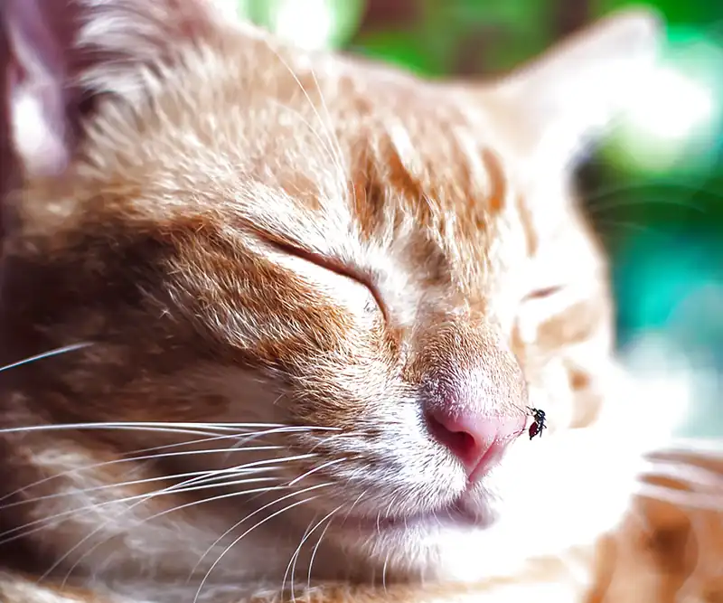 Mèo bị muỗi đốt