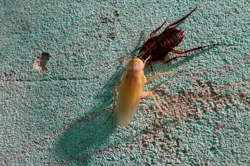 Gián đọt biến màu trắng
