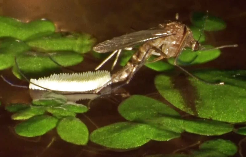 muỗi đang đẻ trứng