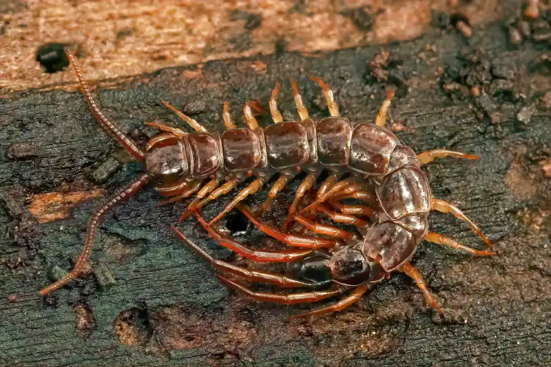 Dịch vụ diệt rết