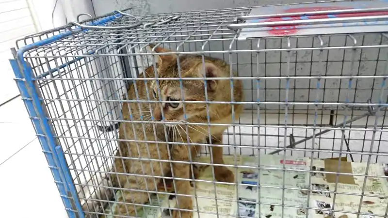 Dịch vụ bắt mèo hoang cho cảng hàng không, nhà xưởng, kho hàng